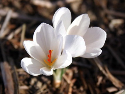 fehér virágú